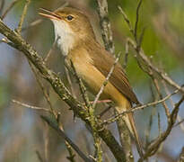 Common Reed Warbler