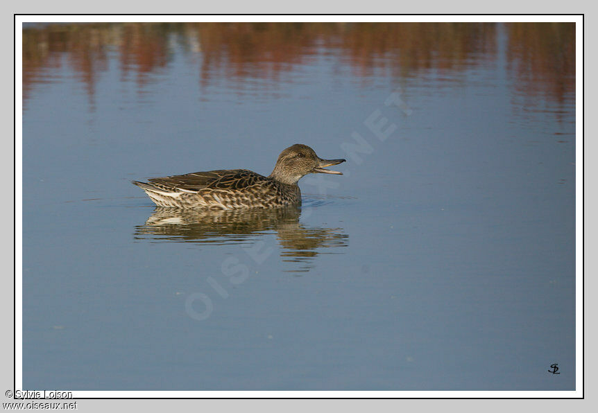 Eurasian Teal female