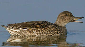 Eurasian Teal