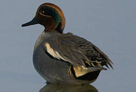 Eurasian Teal