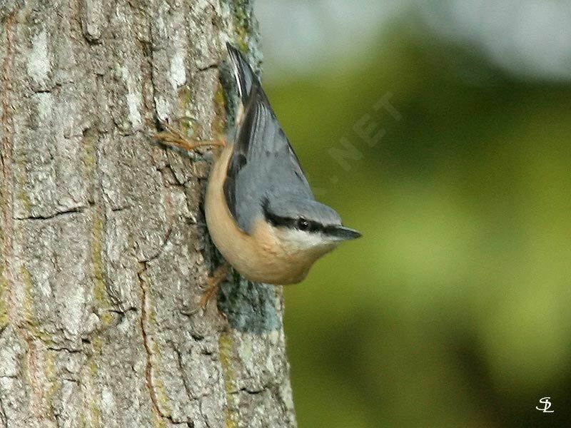 Eurasian Nuthatch