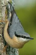 Eurasian Nuthatch