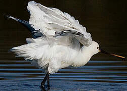 Eurasian Spoonbill