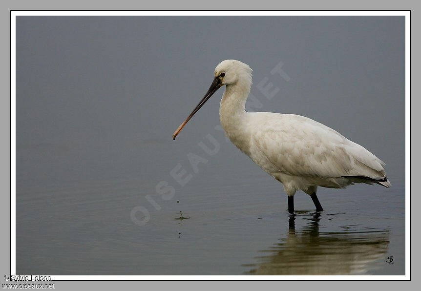 Eurasian Spoonbill