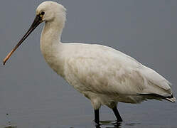 Eurasian Spoonbill