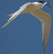 Sandwich Tern