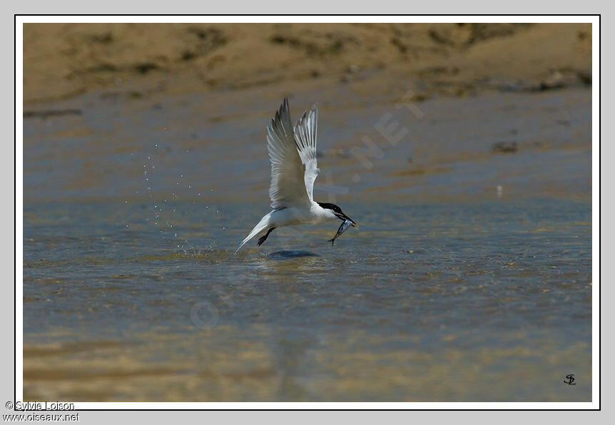 Sandwich Tern