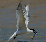 Sandwich Tern