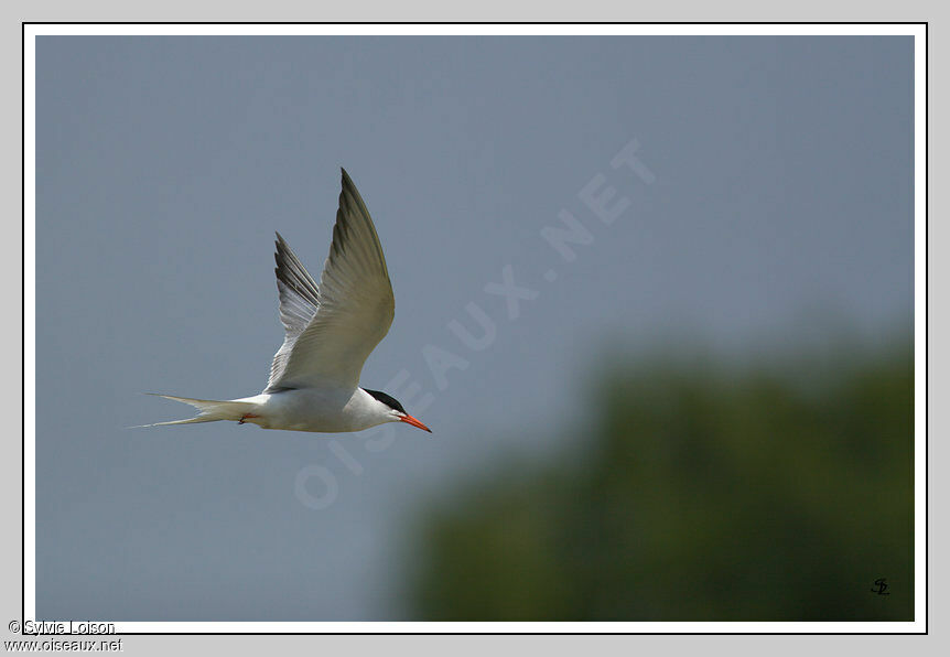 Common Tern