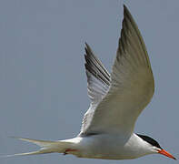 Common Tern