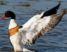 Common Shelduck