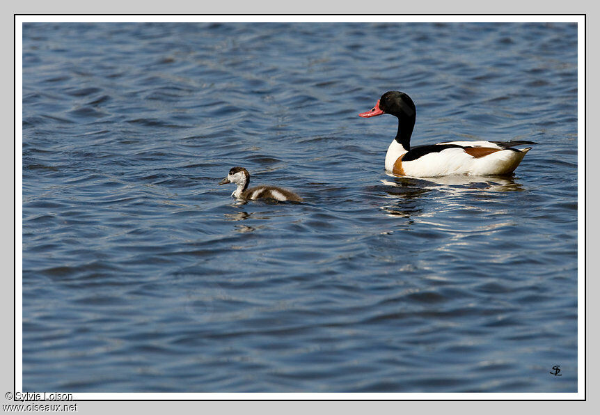 Common Shelduck female juvenile