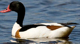 Common Shelduck