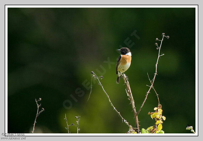 European Stonechat