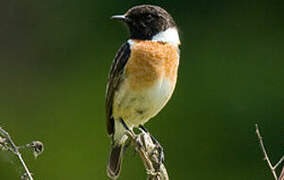 European Stonechat