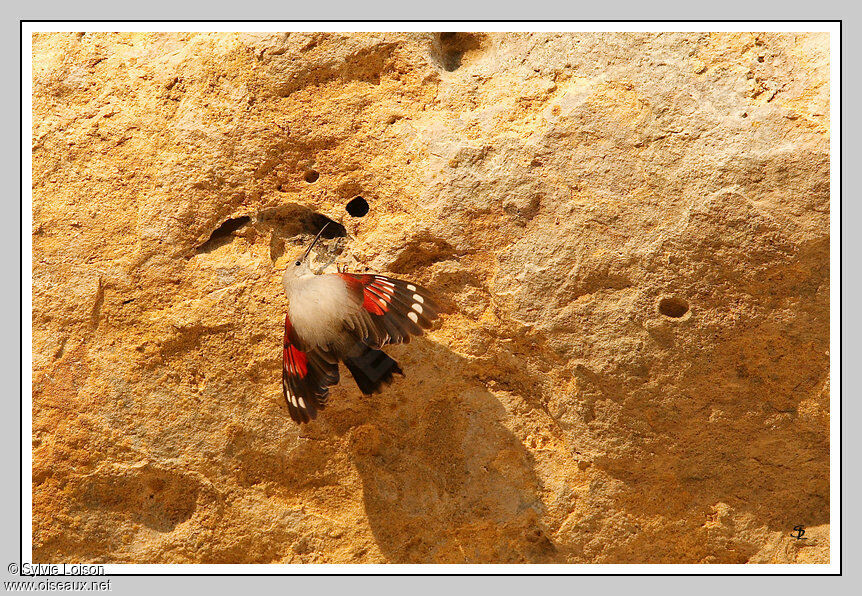 Wallcreeper