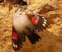 Wallcreeper