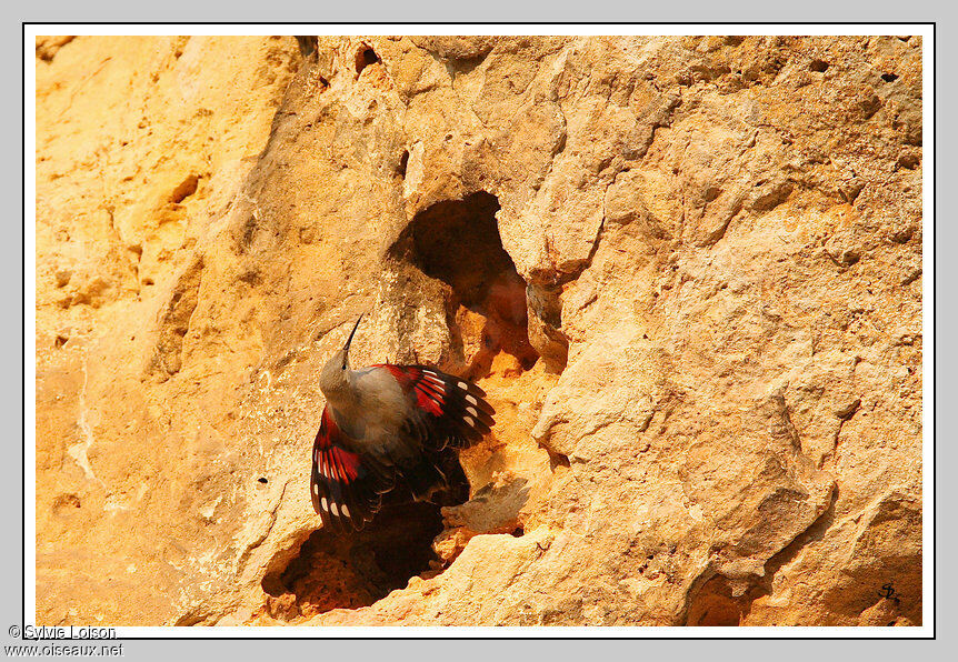 Wallcreeper