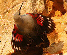 Wallcreeper