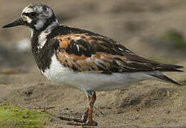 Ruddy Turnstone