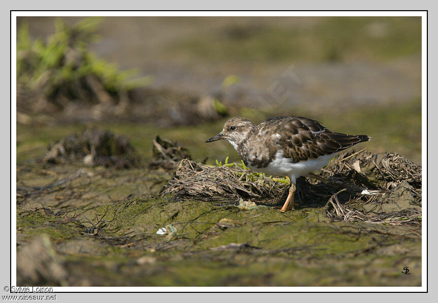 Ruddy Turnstone