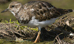 Ruddy Turnstone