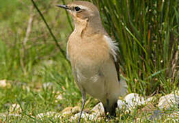 Northern Wheatear