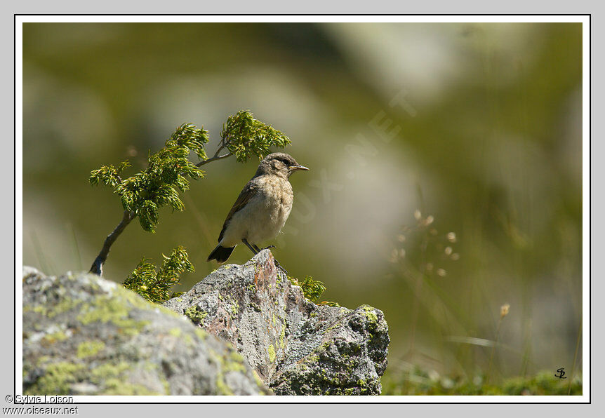 Northern Wheatear