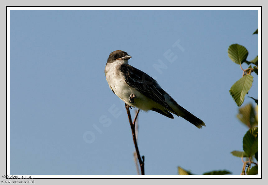 Eastern Kingbird