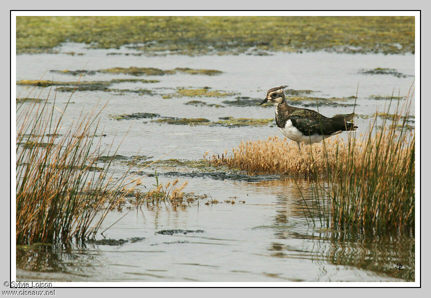 Northern Lapwing