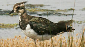 Northern Lapwing