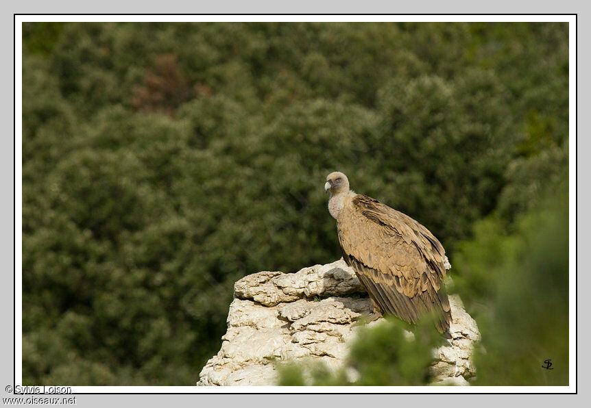 Griffon Vulture