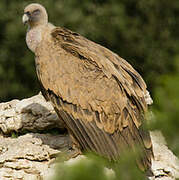 Griffon Vulture