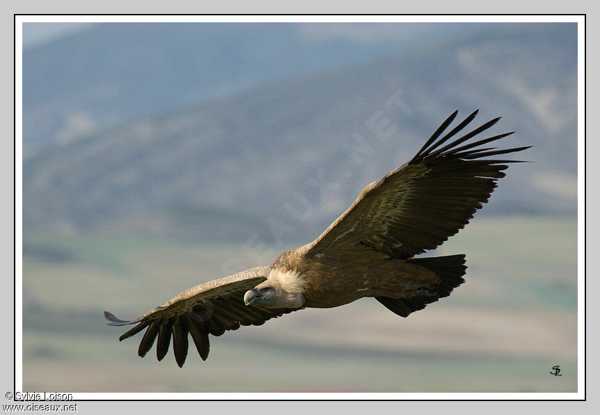 Griffon Vulture