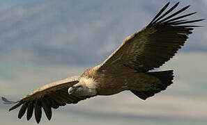 Griffon Vulture