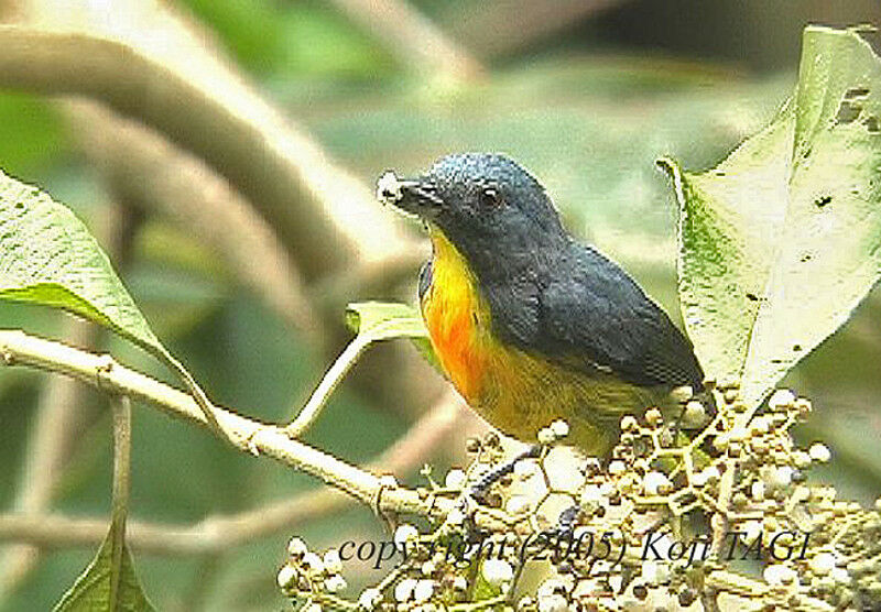 Yellow-rumped Flowerpecker male adult