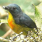 Yellow-rumped Flowerpecker