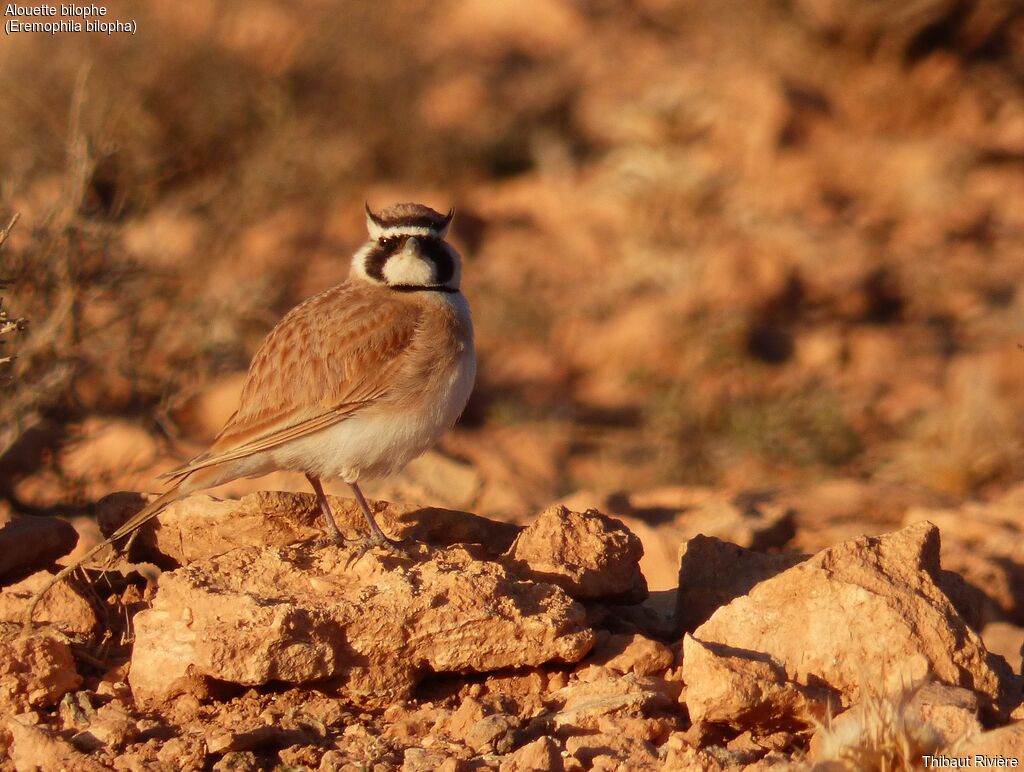 Temminck's Larkadult