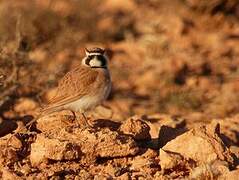 Temminck's Lark