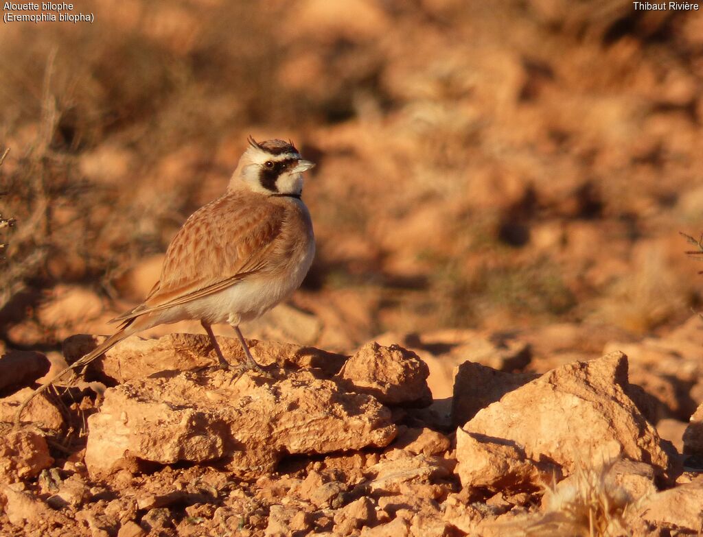 Temminck's Lark