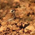 Alouette bilophe