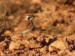 Temminck's Lark