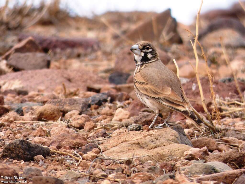 Thick-billed Lark male adult breeding, habitat, camouflage