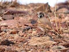 Thick-billed Lark