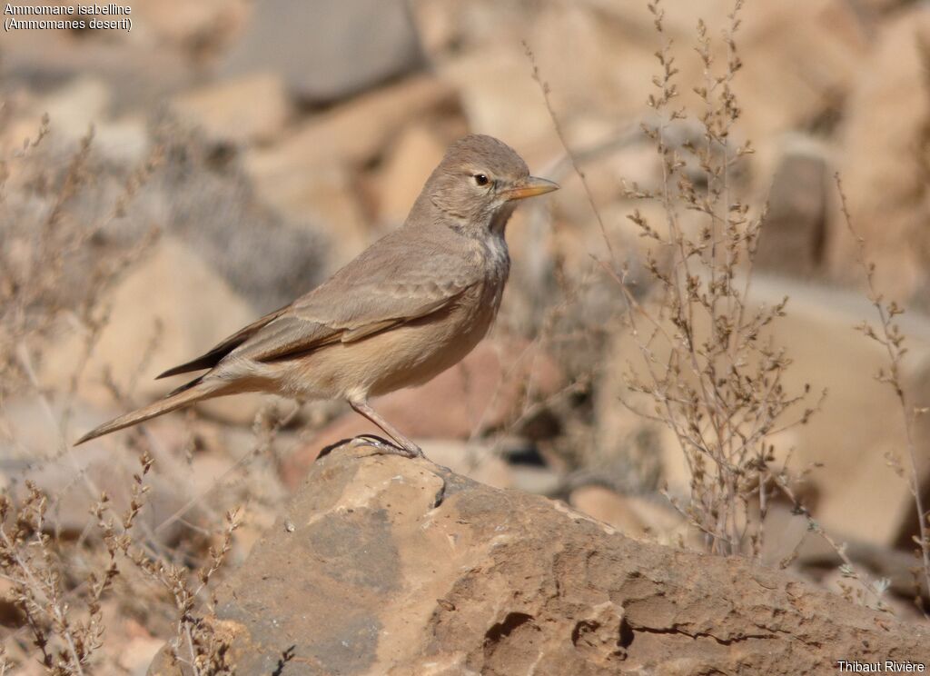 Desert Lark