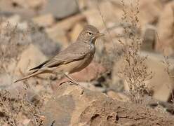 Desert Lark