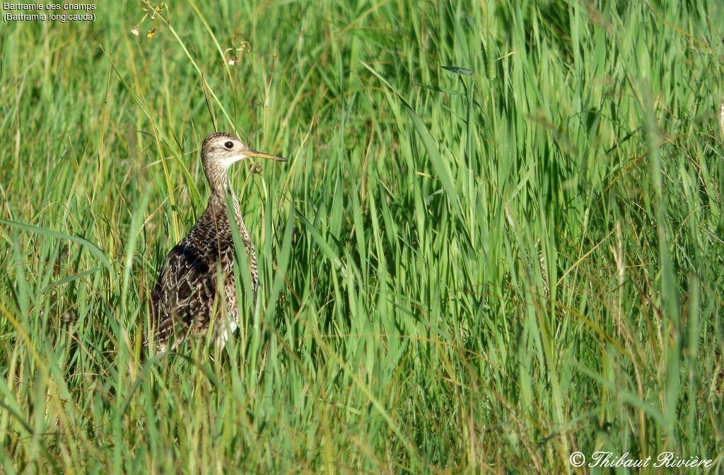 Upland Sandpiper