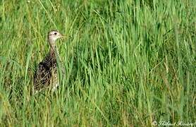 Upland Sandpiper