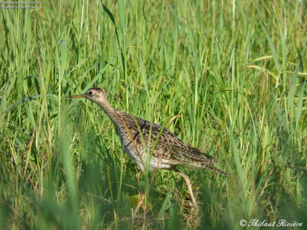 Upland Sandpiper