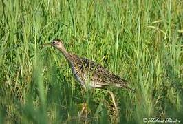 Upland Sandpiper